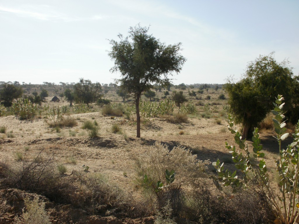 Tharparker